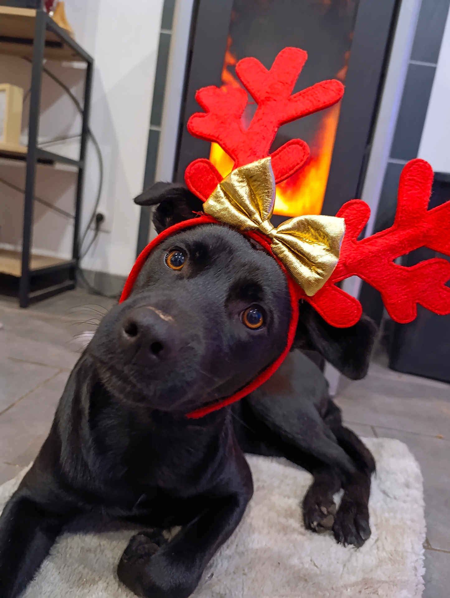 Summer participe au concours pour gagner de l'argent avec cette photo : dog, black_dog, antlers, golden_bow, fireplace, indoor, rug, pet, festive, holiday, cute, animal, ears, floor, tile_floor, cozy, looking, face, headwear, domestic_animal