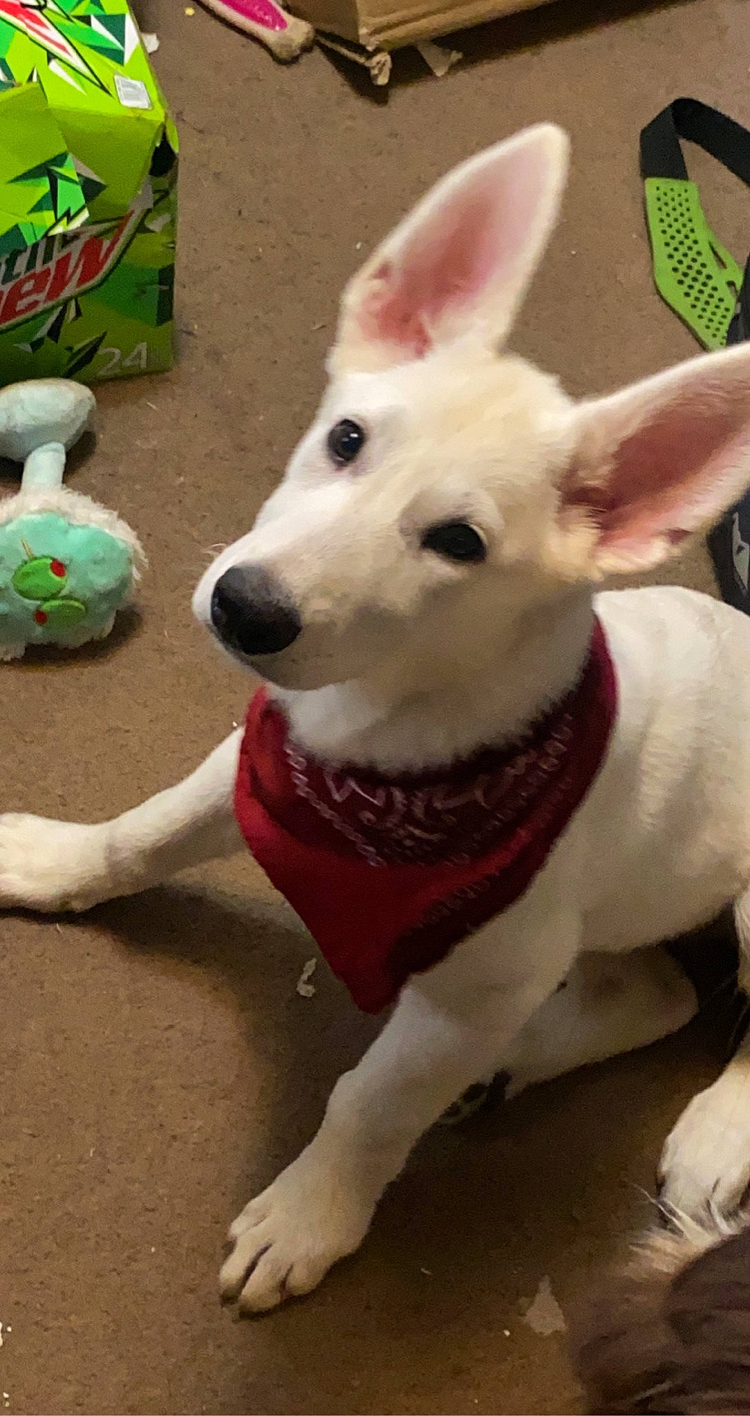 Athena is registered to the contest to win money with this photo: canidae, carnivore, collar, companion_dog, dog, dog_breed, dog_collar, dog_supply, ear, fawn, jaw, mammal, nose, pet_supply, snout, sporting_group, tail, vertebrate, whiskers, working_animal