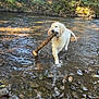 Aya a rejoint le concours — aidez-le/la à gagner de superbes lots ! dog, puppy, golden_retriever, water, stream, stick, rocks, nature, outdoor, forest, playful, sunlight, trees, shallow_water, wet, animal, canine, young_dog, summer, happy
