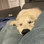 Aya participe au concours pour gagner de l'argent avec cette photo : puppy, dog, sleeping, blanket, couch, indoor, cozy, soft, fur, nap, rest, closeup, pet, animal, cute, relaxed, home, comfort, snout, peaceful
