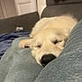 puppy, dog, sleeping, blanket, couch, indoor, cozy, soft, fur, nap, rest, closeup, pet, animal, cute, relaxed, home, comfort, snout, peaceful