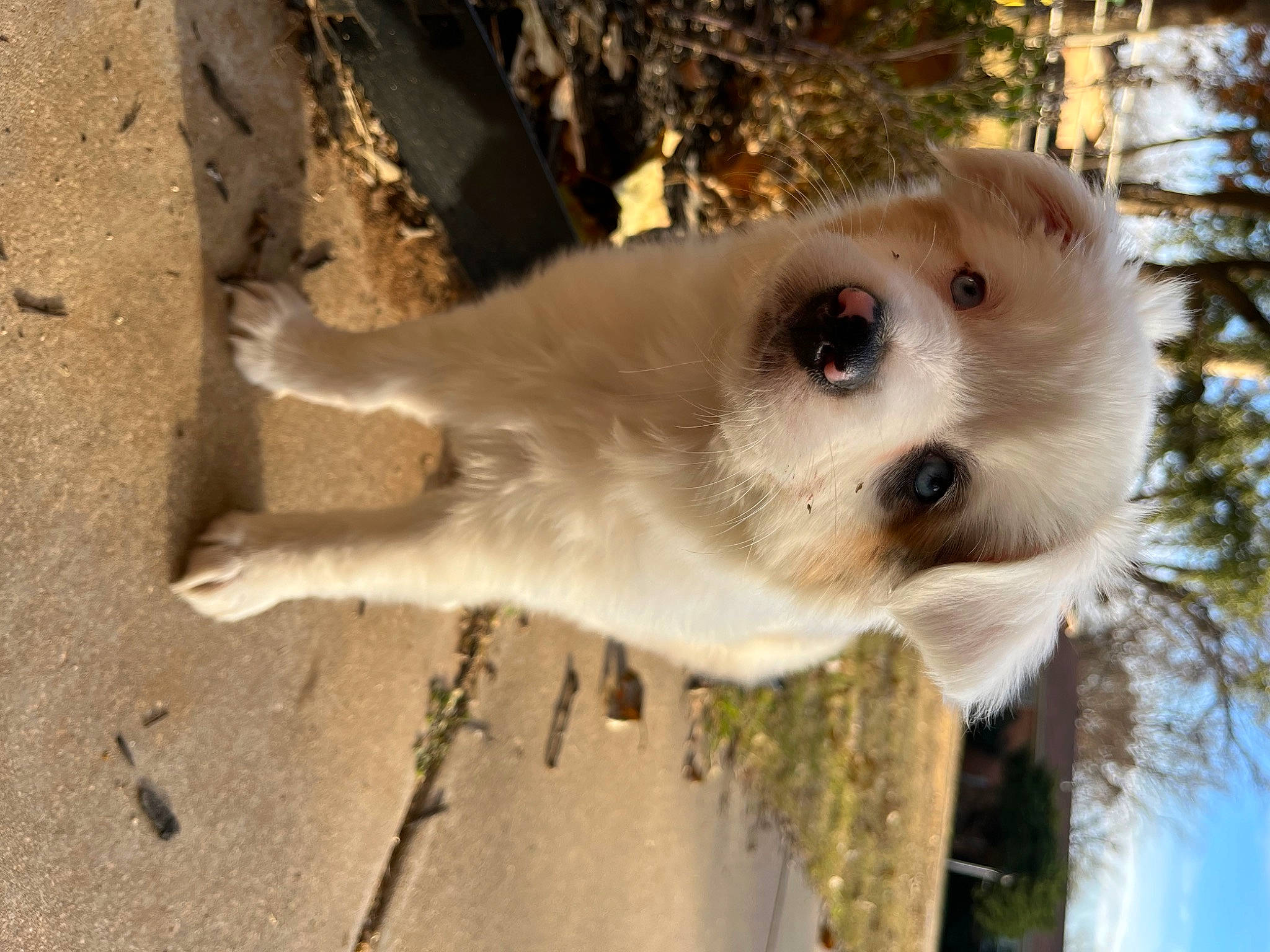 Rally And Riot is registered to the contest to win money with this photo: canidae, carnivore, companion_dog, corgi_chihuahua, dog, dog_breed, fawn, fur, non_sporting_group, soil, sporting_group, tail, terrestrial_animal, tree, twig, whiskers, wood