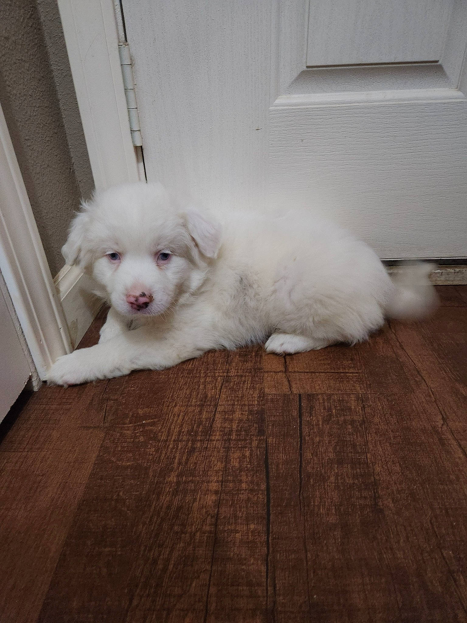 Riot is registered to the contest to win money with this photo: canidae, carnivore, comfort, companion_dog, dog, dog_breed, fawn, floor, flooring, fur, hardwood, laminate_flooring, maltepoo, snout, sports_equipment, tail, toy_dog, wood, wood_flooring, working_animal