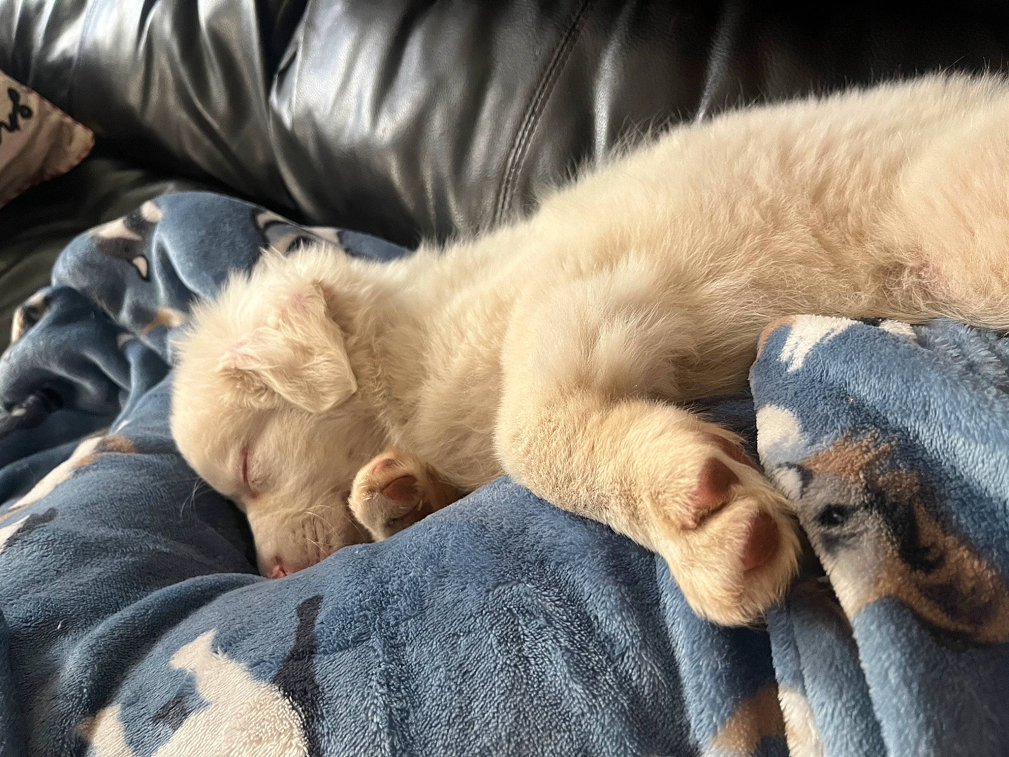 Riot is registered to the contest to win money with this photo: canidae, carnivore, cat, claw, comfort, companion_dog, couch, dog_breed, eye, fawn, felidae, fur, mammal, paw, small_to_medium_sized_cats, snout, sporting_group, terrestrial_animal, whiskers, wrinkle