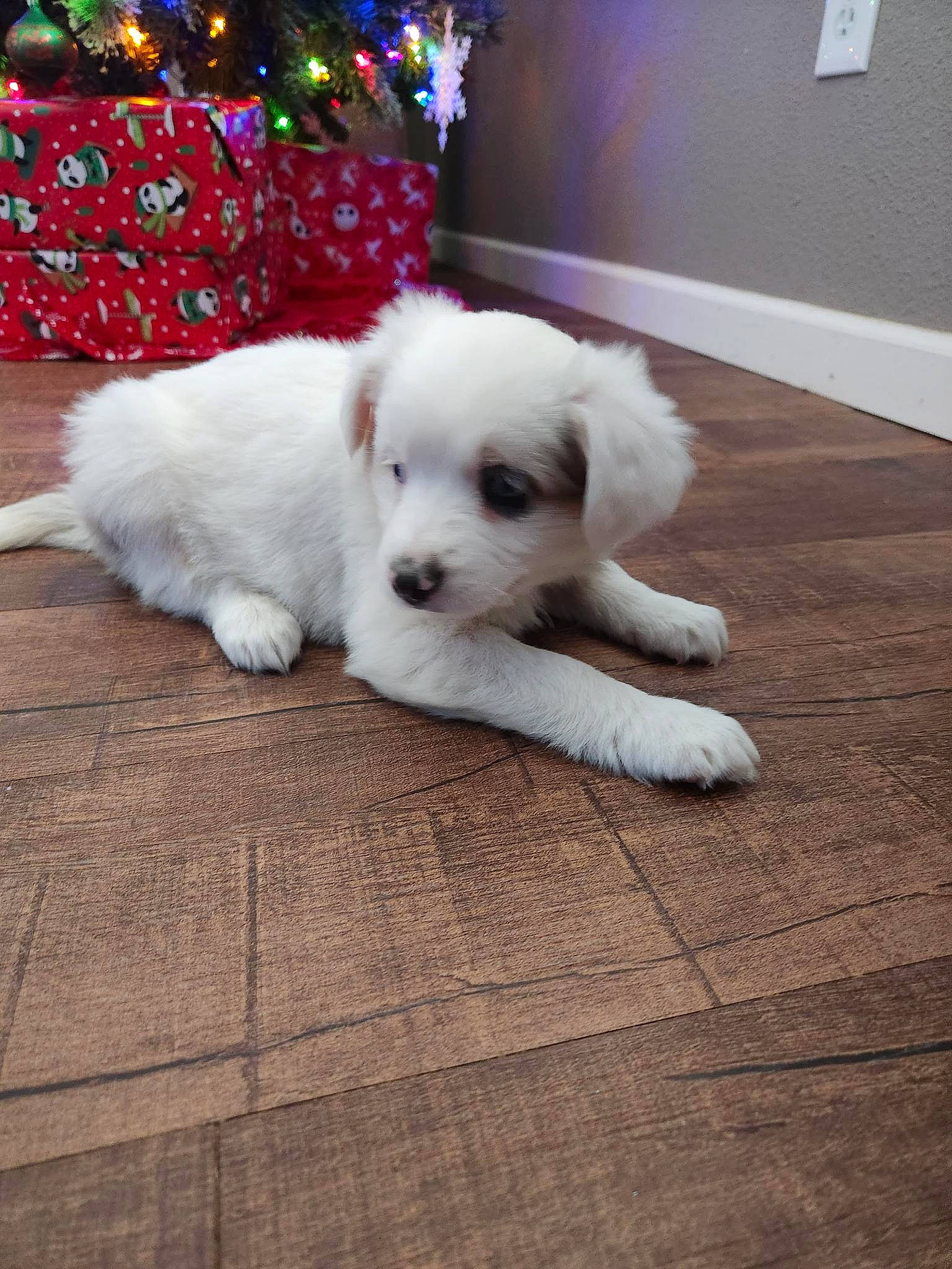 Rally joined the competition — help win amazing prizes! canidae, carnivore, christmas_ornament, christmas_tree, companion_dog, dog, dog_breed, event, floor, flooring, fur, hardwood, home, paw, snout, sporting_group, tail, toy_dog, wood, working_animal