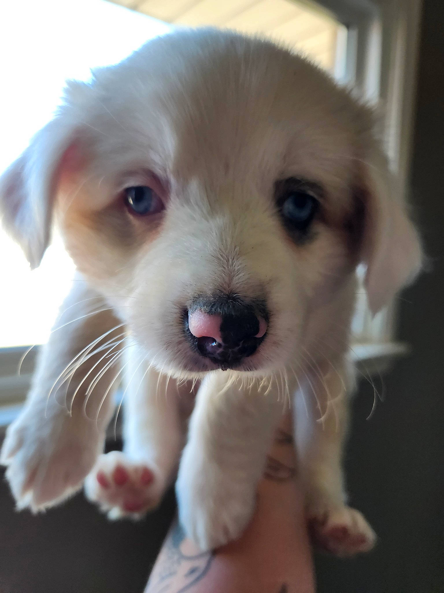 Rally is registered to the contest to win money with this photo: canidae, carnivore, chair, collar, companion_dog, dog, dog_breed, dog_collar, ear, fawn, fur, paw, plant, puppy, puppy_love, snout, sporting_group, whiskers, working_animal