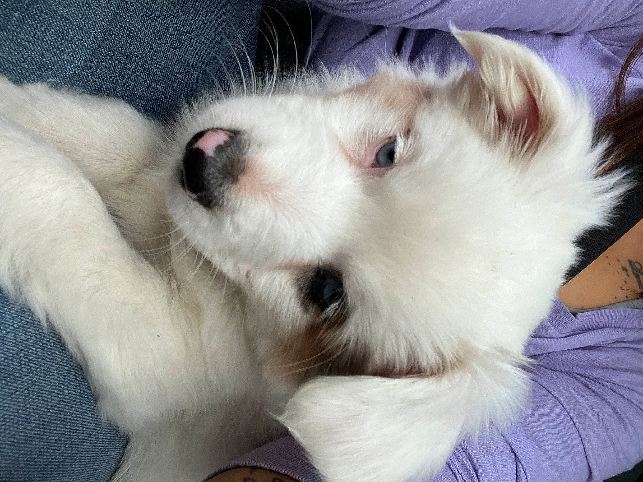 Rally is registered to the contest to win money with this photo: american_eskimo_dog, canidae, carnivore, collar, companion_dog, dog, dog_breed, dog_collar, ear, eyelash, fawn, fur, german_spitz, paw, puppy, snout, sporting_group, volpino_italiano, whiskers, working_animal