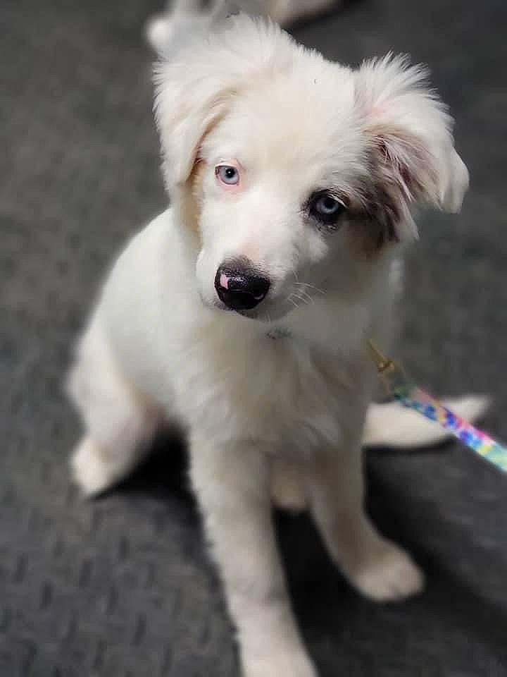 Rally joined the competition — help win amazing prizes! ancient_dog_breeds, canidae, carnivore, companion_dog, dog, dog_breed, fawn, fur, non_sporting_group, snout, sporting_group, toy_dog, whiskers, working_animal, working_dog