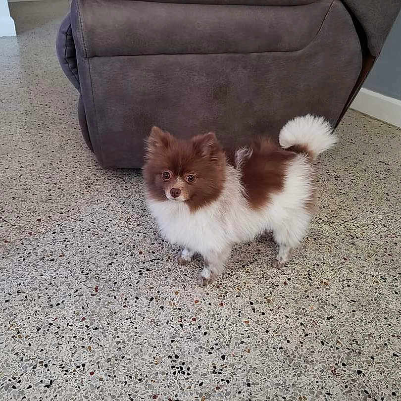 Gigi joined the competition — help win amazing prizes! animal, canine, cockerspaniel, dog, dogbed, eskimodog, papillon, pet, puppy