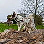 alert, animal, bare_tree, brown_spots, canine, cloudy_sky, collar, daytime, dog, grass, leash, mammal, nature, outdoor, park, pet, standing, tree_trunk, walking_path, white_fur