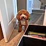 Wilson is registered to the contest to win money with this photo: dog, curly_hair, brown_dog, indoor, carpet, door, storage_bin, folders, hallway, stairs, home, pet, animal, curious, waiting, floor, light, shadow, interior, walls
