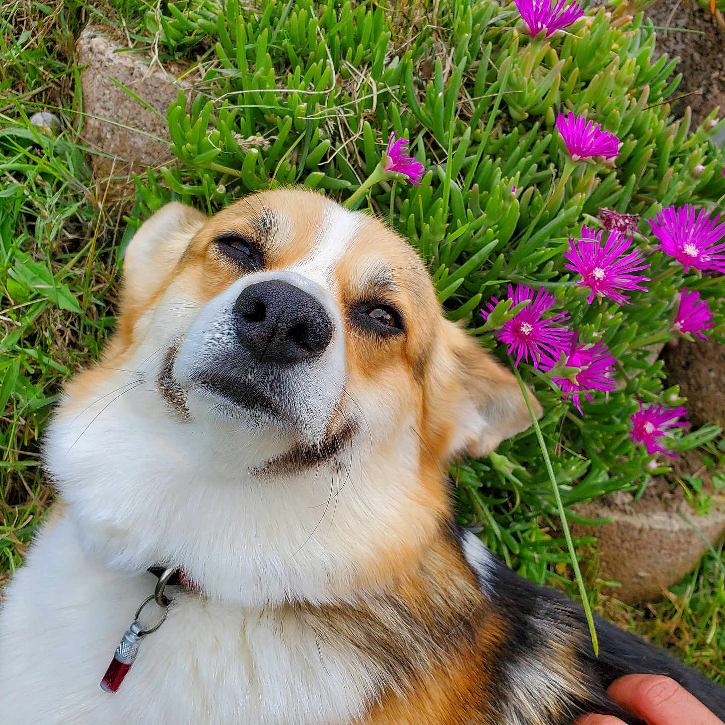 Tessy a rejoint le concours — aidez-le/la à gagner de superbes lots ! animal, canine, closeup, collar, corgi, cute, dog, flowers, fur, grass, greenery, hand, happy, nature, outdoor, pet, purple_flowers, relaxed, smiling, spring