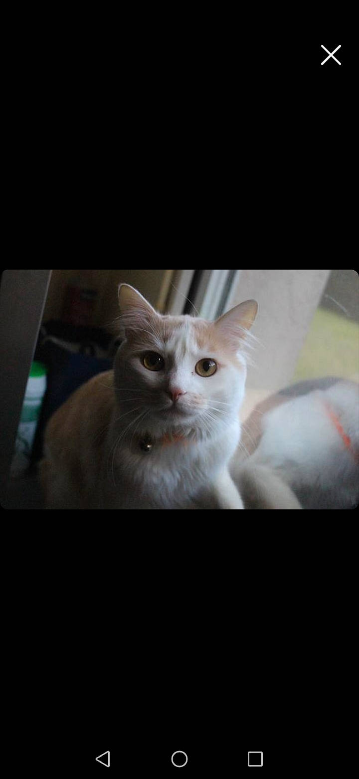 Kinder participe au concours pour gagner de l'argent avec cette photo : carnivore, cat, darkness, domestic_short_haired_cat, eye, fawn, felidae, fur, head, paw, photo_caption, small_to_medium_sized_cats, snout, tail, terrestrial_animal, whiskers, window