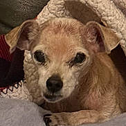 M.j. is registered to the contest to win money with this photo: dog, pet, blanket, cozy, indoor, fur, ears, face, paw, resting, closeup, cute, animal, companion, snuggle, warm, soft, relaxing, brown, small_dog