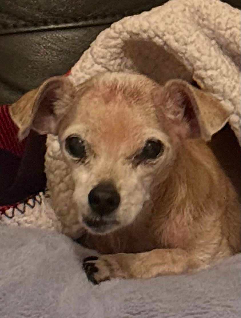 M.j. is registered to the contest to win money with this photo: dog, pet, blanket, cozy, indoor, fur, ears, face, paw, resting, closeup, cute, animal, companion, snuggle, warm, soft, relaxing, brown, small_dog