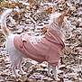 dog, small_dog, white_dog, hoodie, pink_hoodie, leaves, autumn, outdoor, nature, water, standing, pet, animal, fur, ears, tail, canine, grass, seasonal, side_view