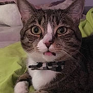 Kiki is registered to the contest to win money with this photo: cat, tabby, close_up, bow_tie, pet, animal, whiskers, ears, fur, indoor, cozy, blanket, green, cute, wide_eyes, portrait, resting, nose, pink_nose, expression