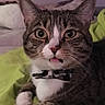 cat, tabby, close_up, bow_tie, pet, animal, whiskers, ears, fur, indoor, cozy, blanket, green, cute, wide_eyes, portrait, resting, nose, pink_nose, expression