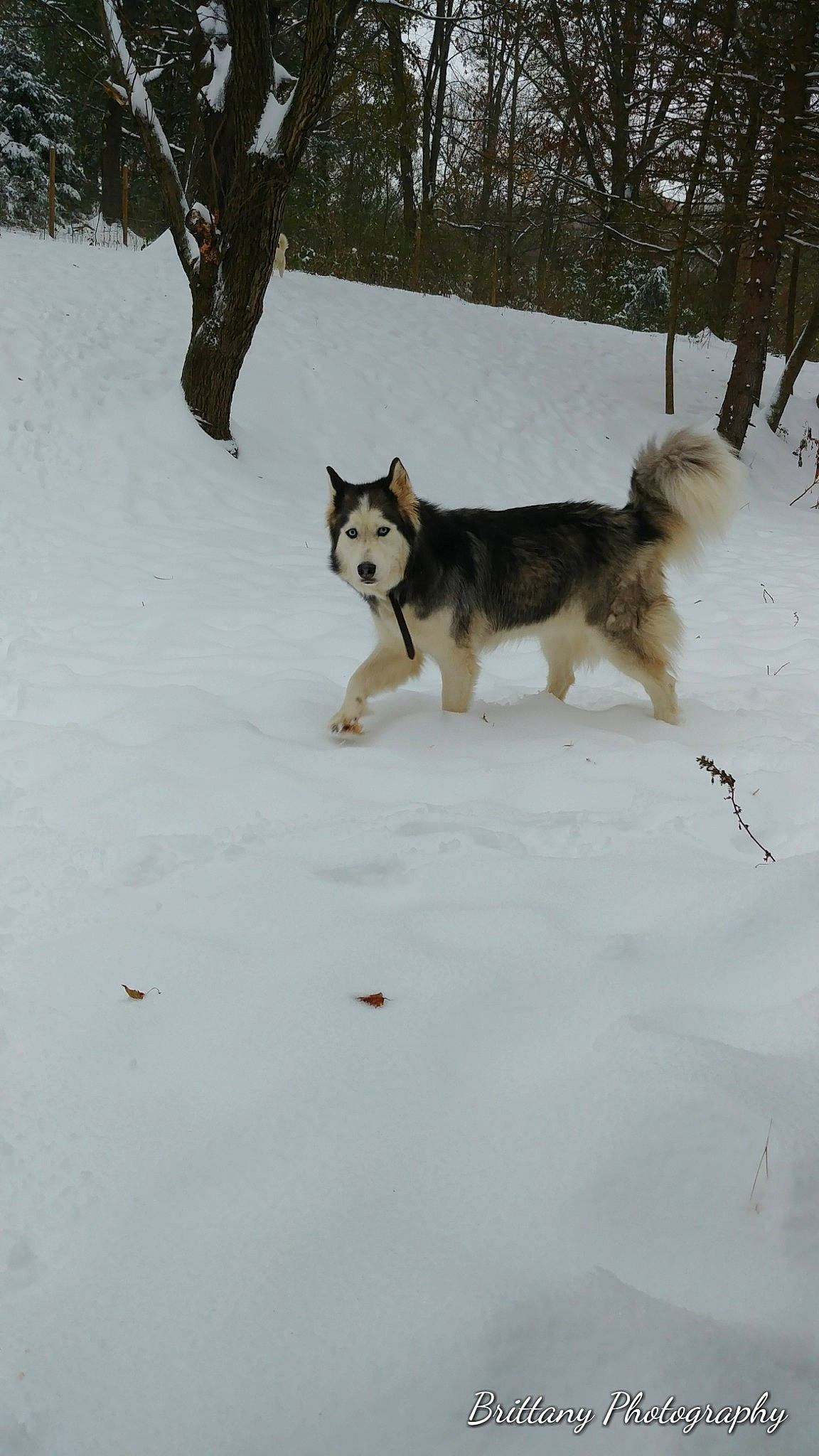 Keegan is registered to the contest to win money with this photo: alaskan_malamute, canidae, carnivore, dog, dog_breed, east_siberian_laika, headwear, jamthund, lapponian_herder, mammal, native_american_indian_dog, northern_inuit_dog, person, saarloos_wolfdog, sakhalin_husky, seppala_siberian_sleddog, siberian_husky, snow, tamaskan_dog, vertebrate