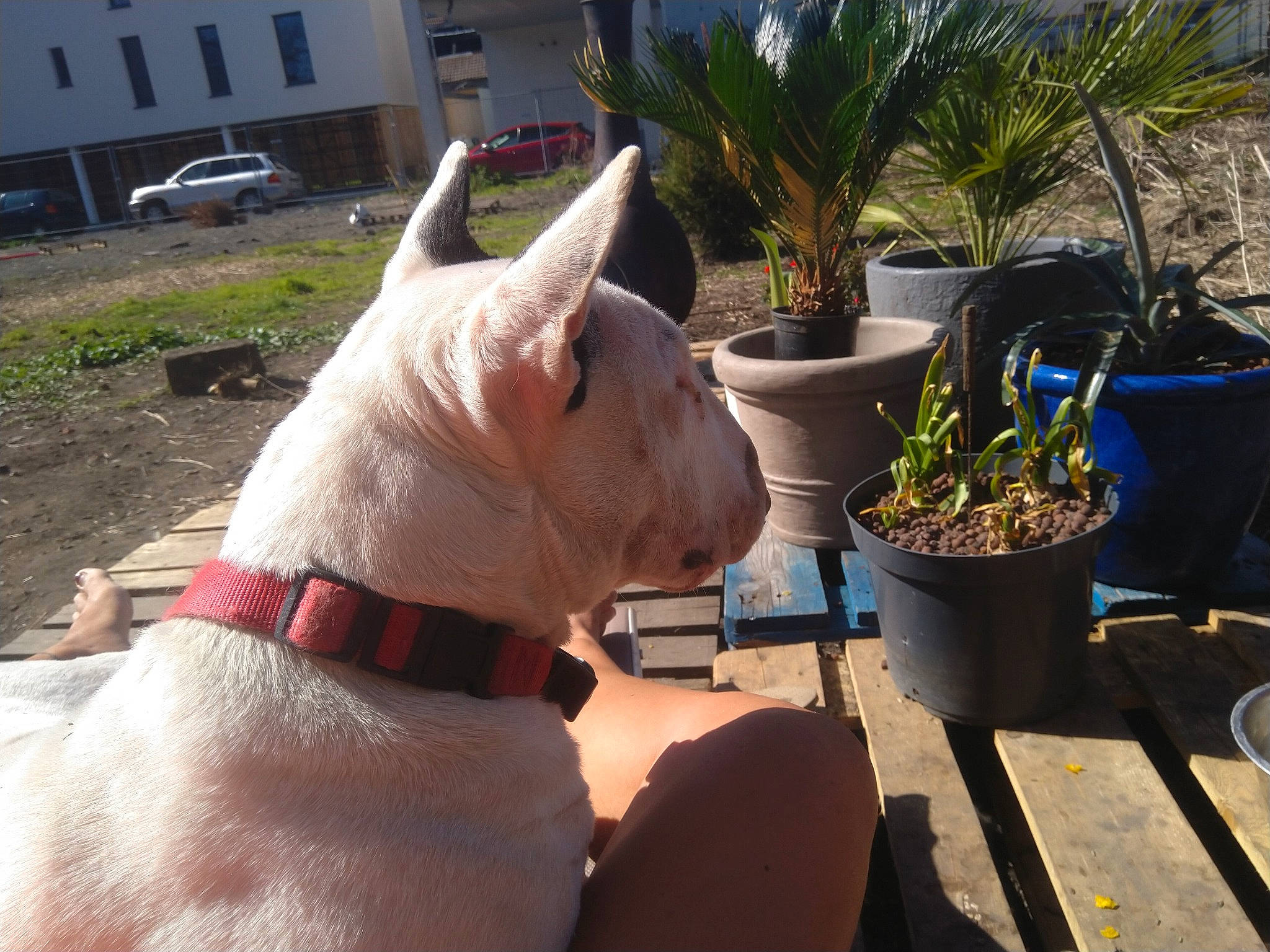 Kalya a rejoint le concours — aidez-le/la à gagner de superbes lots ! bull_and_terrier, bull_terrier, bull_terrier_miniature, canidae, carnivore, companion_dog, dog, dog_breed, ear, fawn, french_bulldog, mammal, non_sporting_group, snout, vertebrate, white_shepherd