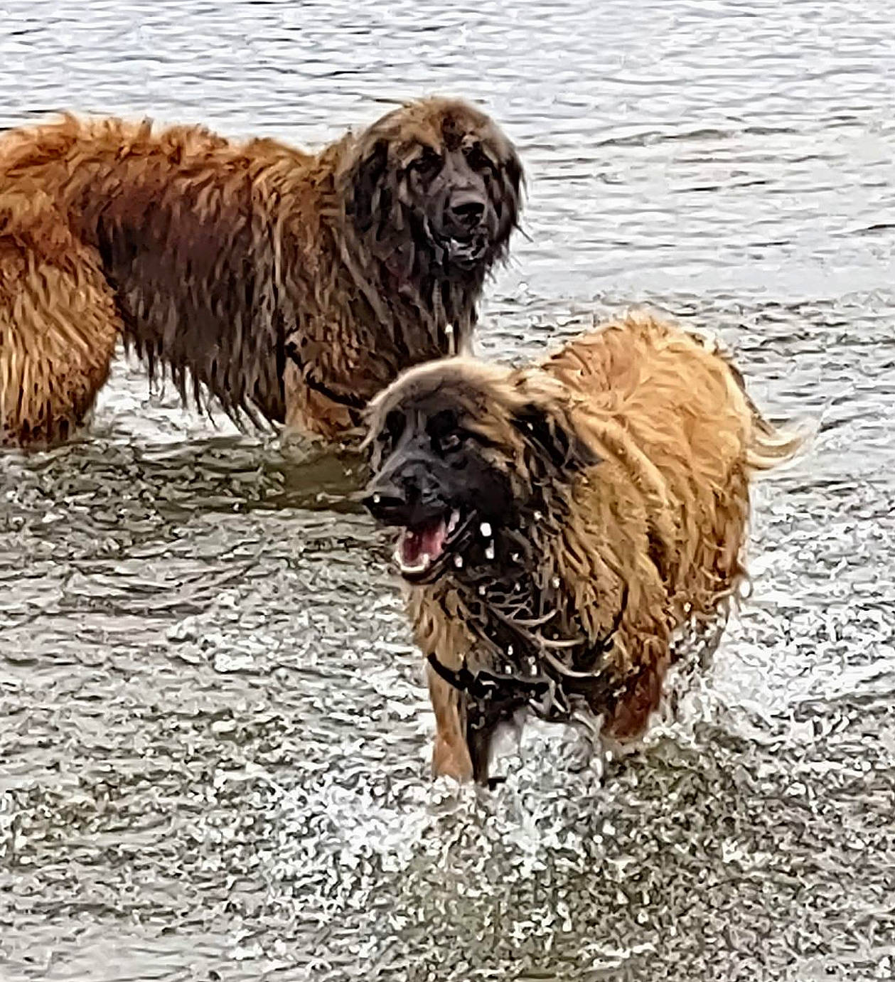 Bruno joined the competition — help win amazing prizes! ancient_dog_breeds, canidae, carnivore, companion_dog, dog, dog_breed, fur, gaddi_kutta, giant_dog_breed, herding_dog, lake, liver, sporting_group, terrestrial_animal, water, working_animal, working_dog