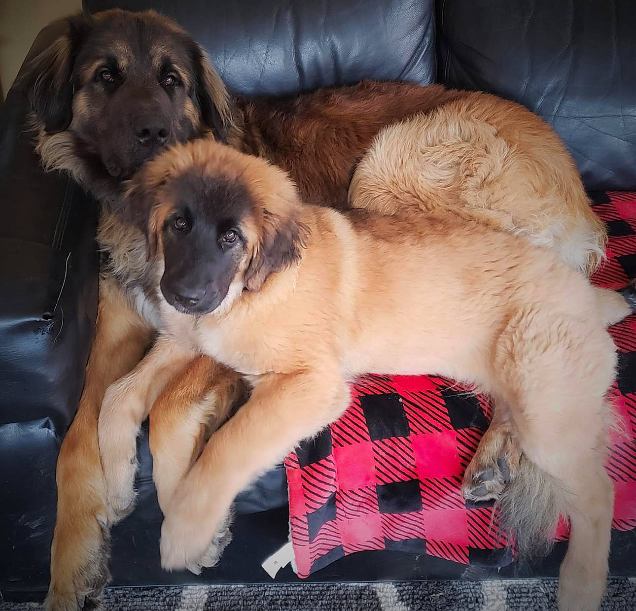 Bruno joined the competition — help win amazing prizes! canidae, carnivore, comfort, companion_dog, couch, dog, dog_breed, estrela_mountain_dog, fawn, foot, fur, liver, paw, puppy, snout, sporting_group, working_dog