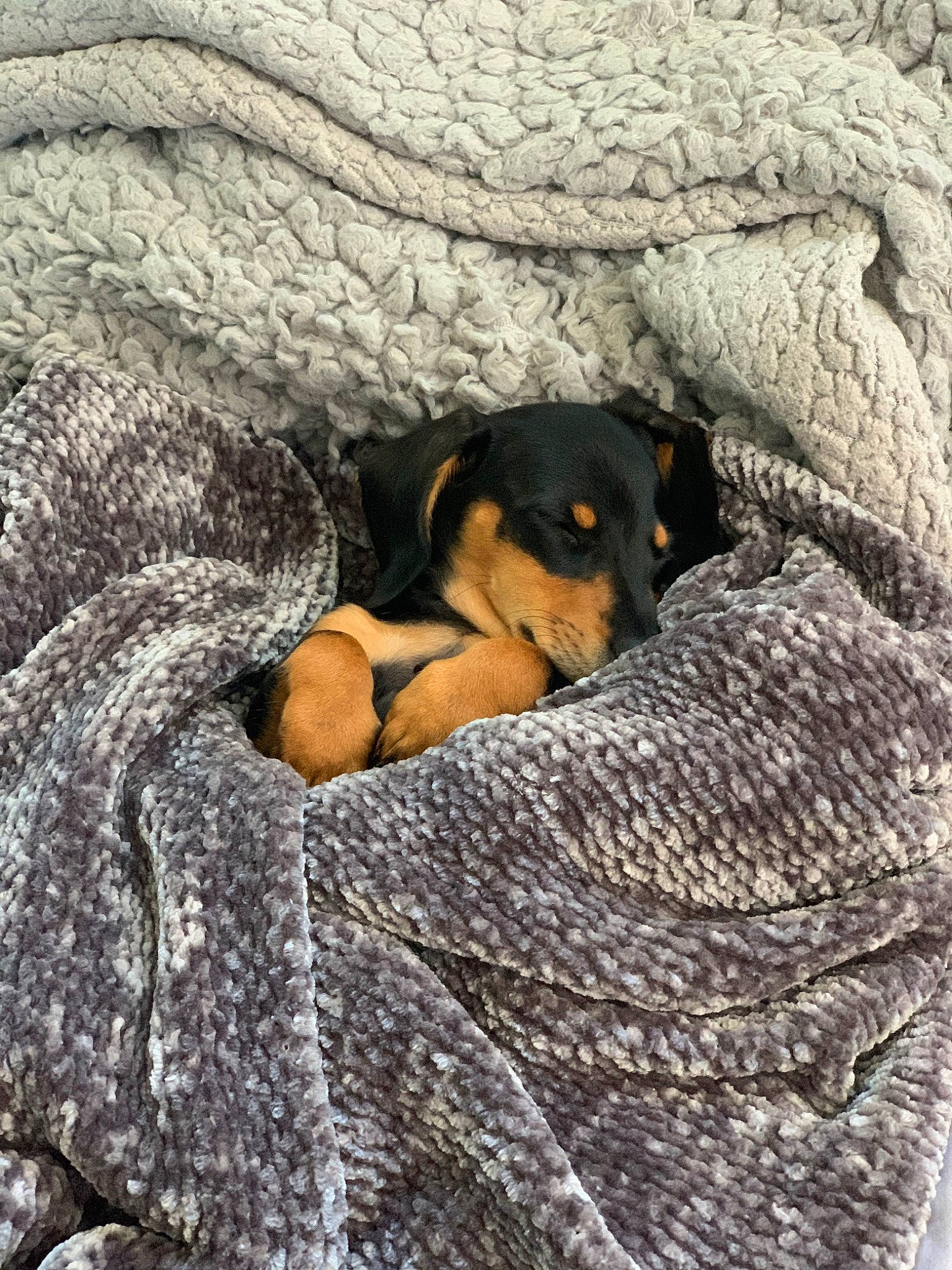 Pennybelle joined the competition — help win amazing prizes! brown, canidae, carnivore, comfort, companion_dog, dog, dog_breed, fawn, fur, grey, guard_dog, linens, nap, paw, pinscher, rock, sporting_group, terrestrial_animal, toy_dog, wood