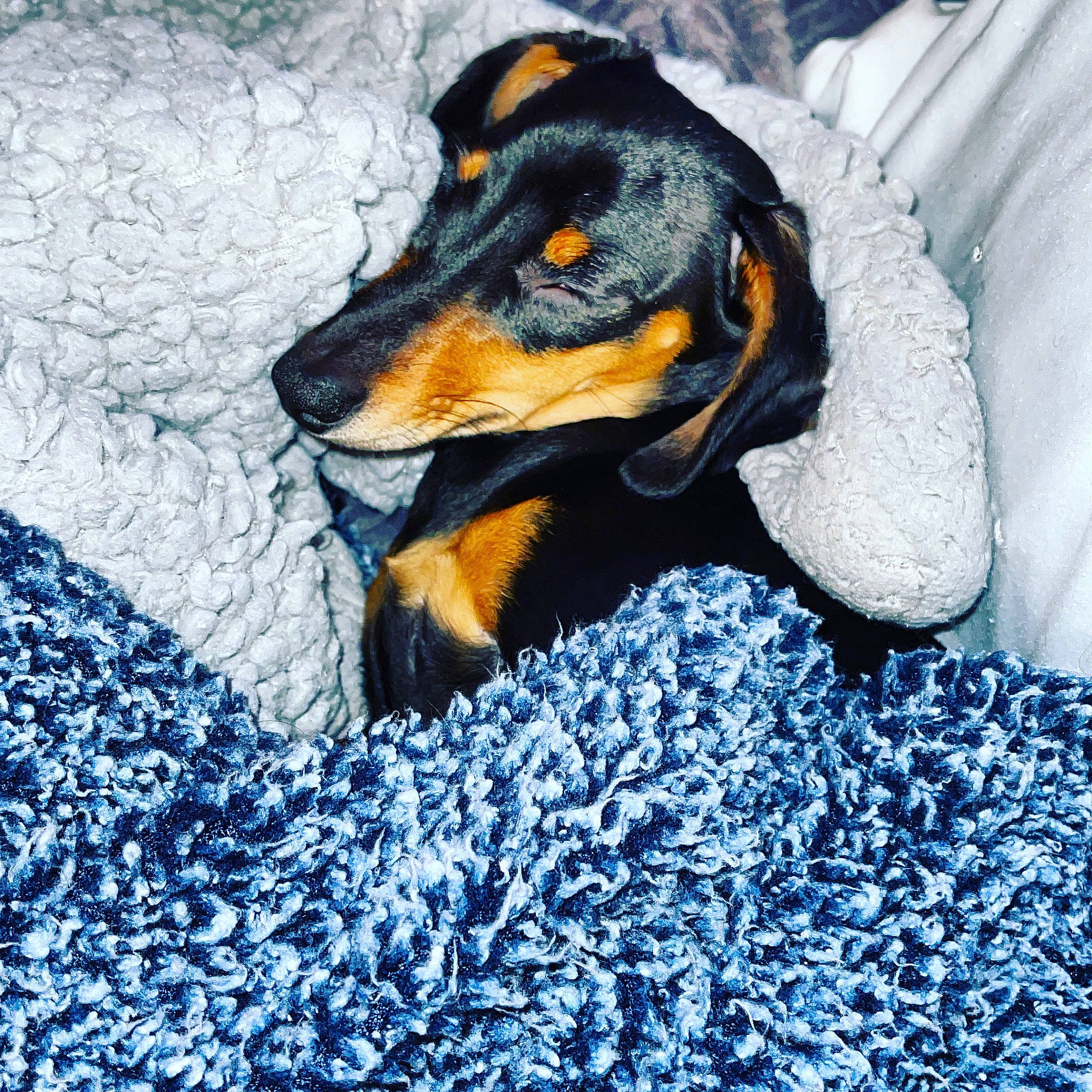 Pennybelle is registered to the contest to win money with this photo: carnivore, companion_dog, dog, dog_breed, electric_blue, fluid, guard_dog, liquid, pattern, pinscher, prazsky_krysarik, terrestrial_animal, toy_dog, working_animal, working_dog