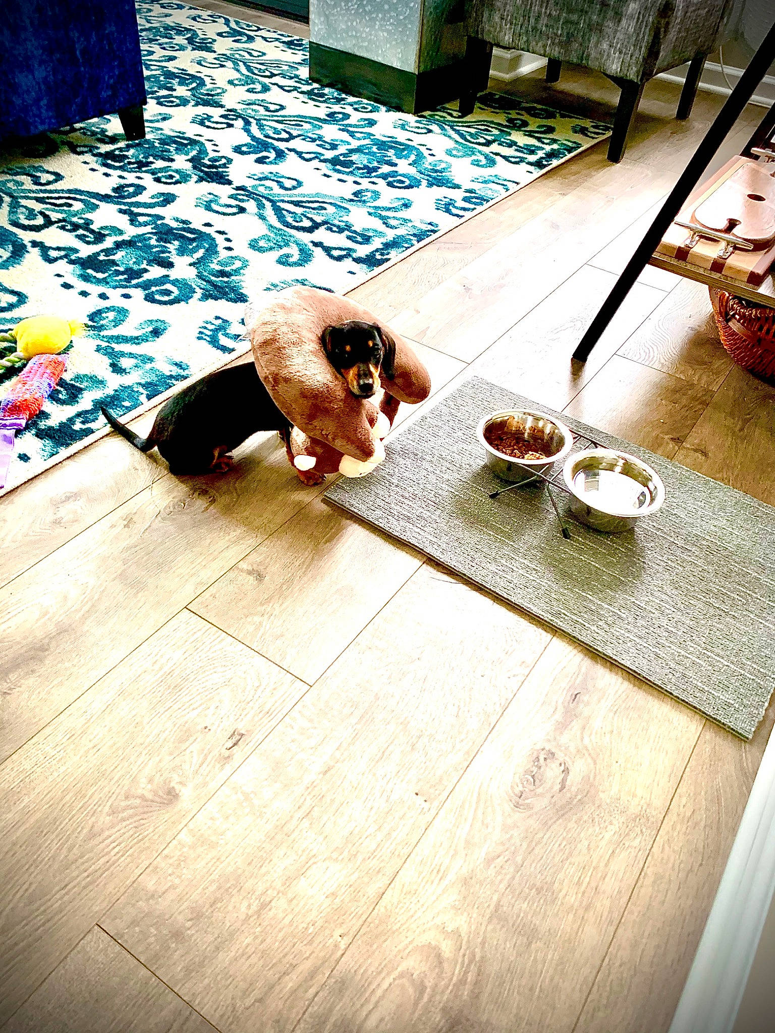 Pennybelle joined the competition — help win amazing prizes! comfort, companion_dog, flesh, floor, flooring, hardwood, human_leg, laminate_flooring, leisure, line, pattern, rectangle, room, sitting, square, tints_and_shades, visual_arts, wood, wood_flooring, wood_stain