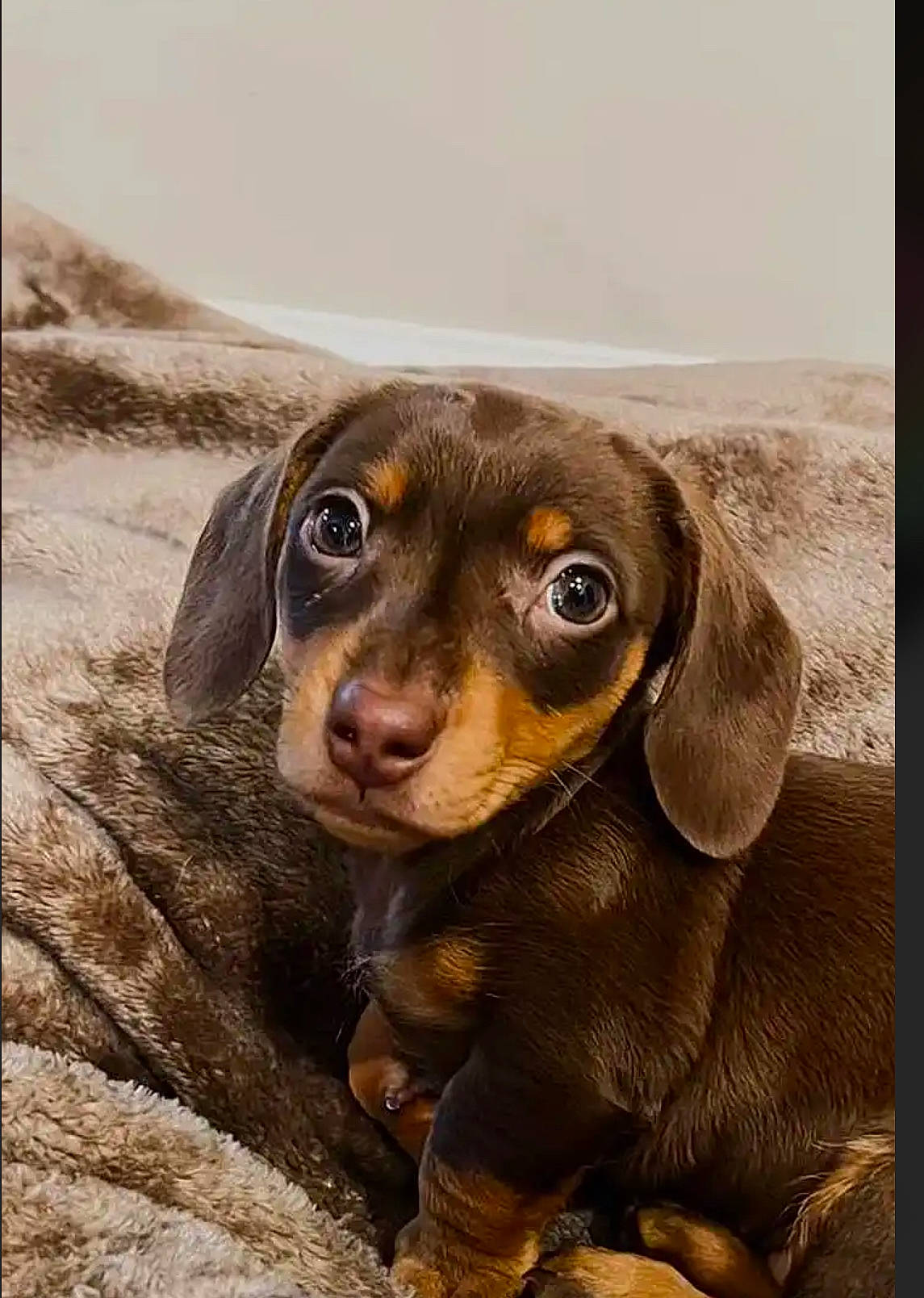 Navymae joined the competition — help win amazing prizes! canidae, carnivore, circle, companion_dog, dog, dog_breed, fawn, fur, hunting_dog, liver, rectangle, sporting_group, terrestrial_animal, whiskers, working_animal