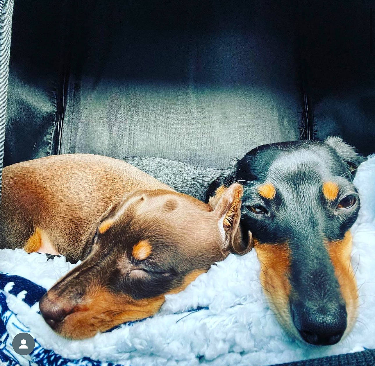 Navymae is registered to the contest to win money with this photo: animal_feed, canidae, carnivore, comfort, companion_dog, dog, dog_breed, dog_supply, ear, fawn, fur, livestock, paw, pet_supply, rectangle, snout, sporting_group, terrestrial_animal, working_animal, working_dog