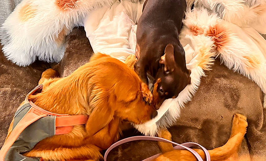 Navymae joined the competition — help win amazing prizes! canidae, carnivore, comfort, companion_dog, dog, dog_breed, dog_supply, fawn, fur, liver, mammal, nap, paw, snout, sporting_group, tail, terrestrial_animal, vertebrate, whiskers, working_animal