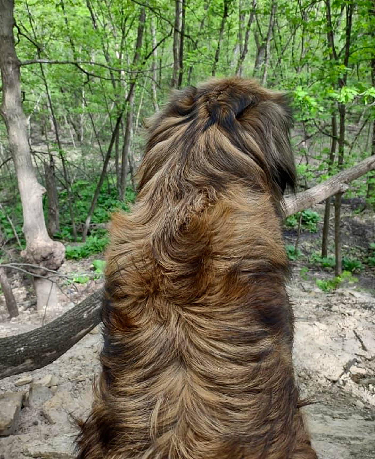 Bruno is registered to the contest to win money with this photo: canidae, carnivore, companion_dog, dog, dog_breed, fawn, forest, fur, jungle, liver, plant, sporting_group, tail, terrestrial_animal, terrestrial_plant, tree, trunk, wildlife, wood, working_animal