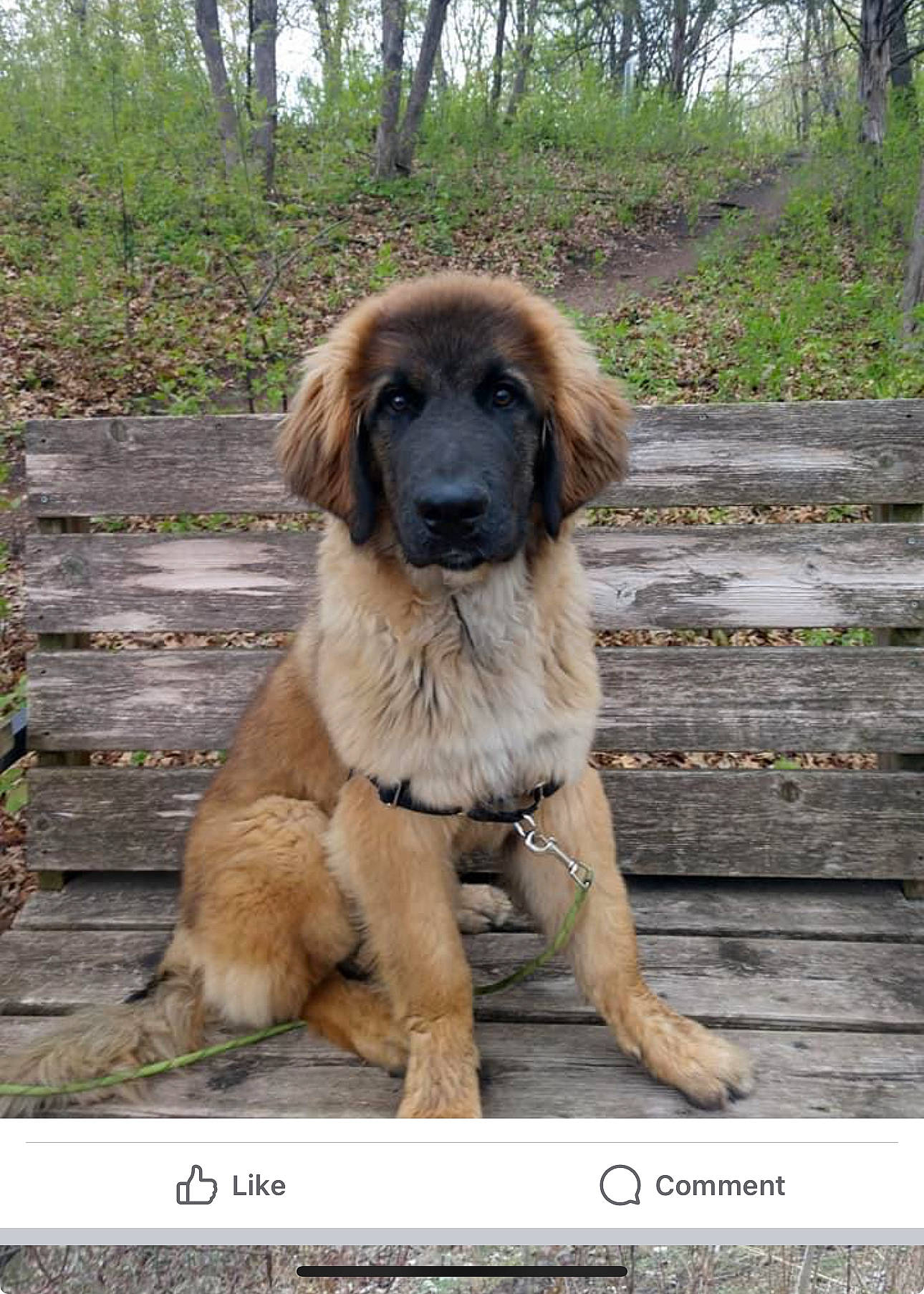 Bruno is registered to the contest to win money with this photo: ancient_dog_breeds, canidae, carnivore, companion_dog, dog, dog_breed, fawn, fur, gun_dog, hunting_dog, liver, plant, snout, sporting_group, tail, terrestrial_animal, tree, wood, working_animal, working_dog