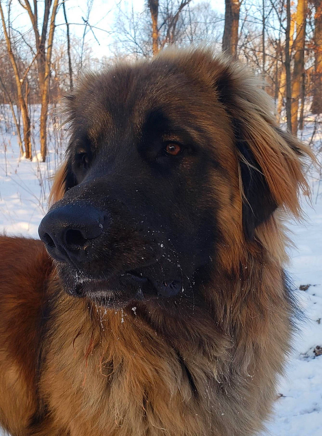 Bruno joined the competition — help win amazing prizes! ancient_dog_breeds, carnivore, companion_dog, dog, dog_breed, estrela_mountain_dog, fur, gaddi_kutta, giant_dog_breed, liver, snow, sporting_group, terrestrial_animal, tibetan_mastiff, tree, winter, working_animal, working_dog