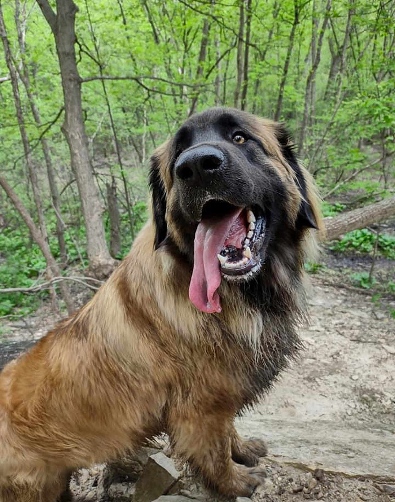 Bruno