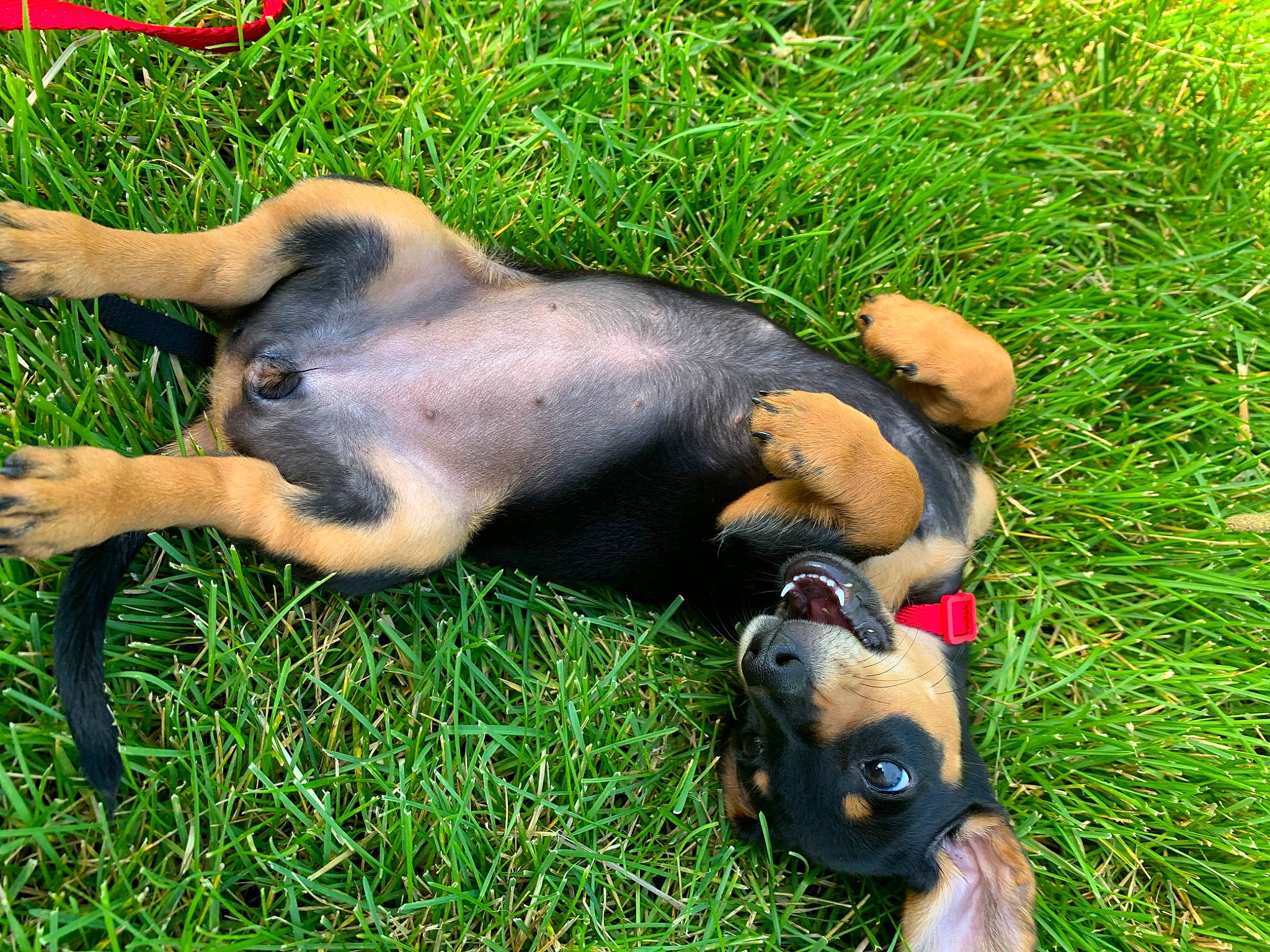 Pennybelle is registered to the contest to win money with this photo: canidae, carnivore, companion_dog, dog, dog_breed, dog_supply, fawn, grass, guard_dog, hunting_dog, non_sporting_group, plant, snout, sporting_group, tail, terrestrial_animal, working_animal, working_dog