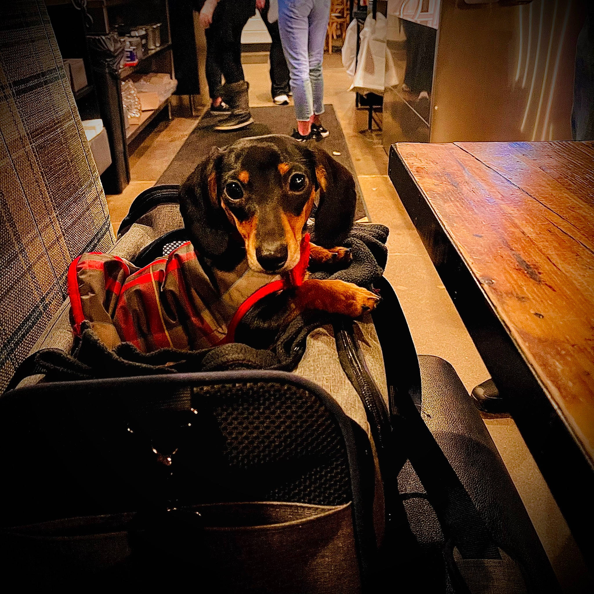 Pennybelle is registered to the contest to win money with this photo: auto_part, bag, carnivore, chair, collar, comfort, companion_dog, dog, dog_breed, dog_supply, flooring, guard_dog, hardwood, luggage_and_bags, metal, personal_protective_equipment, vehicle_door, wood, working_animal, working_dog