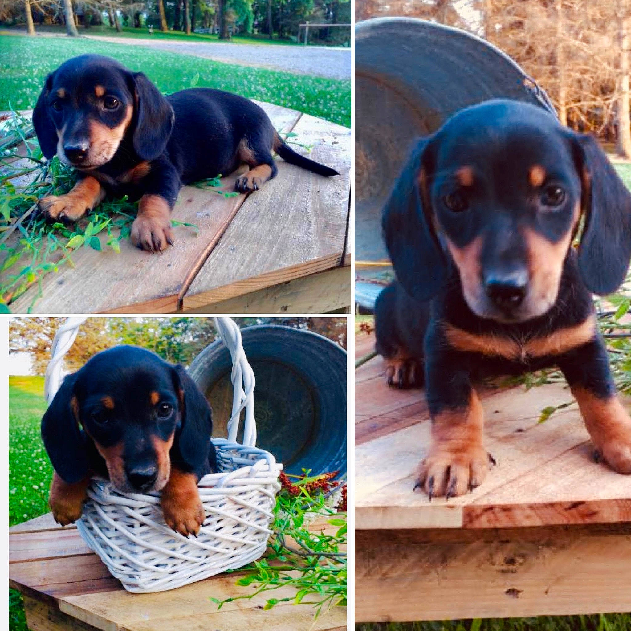 Pennybelle joined the competition — help win amazing prizes! carnivore, circle, companion_dog, dog, dog_breed, dog_supply, grass, green, hound, hunting_dog, liver, mammal, pet_supply, sharing, sporting_group, tree, vertebrate, working_animal, working_dog