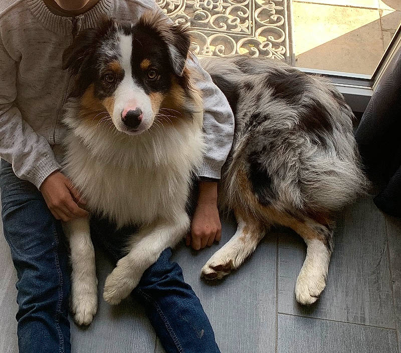 Siska a rejoint le concours — aidez-le/la à gagner de superbes lots ! ancient_dog_breeds, australian_collie, border_collie, carnivore, collie, companion_dog, dog, dog_breed, fur, herding_dog, miniature_australian_shepherd, puppy, sporting_group, terrestrial_animal, whiskers, working_animal, working_dog