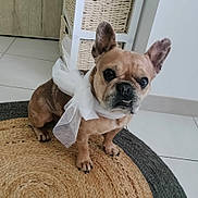 Chacha participe au concours pour gagner de l'argent avec cette photo : dog, french_bulldog, bow, ribbon, pet, indoor, rug, wicker_basket, tile_floor, ears, paws, portrait, looking_at_camera, expressive_face, fawn_coat, collar, domestic_animal, sitting, home_interior, close_up