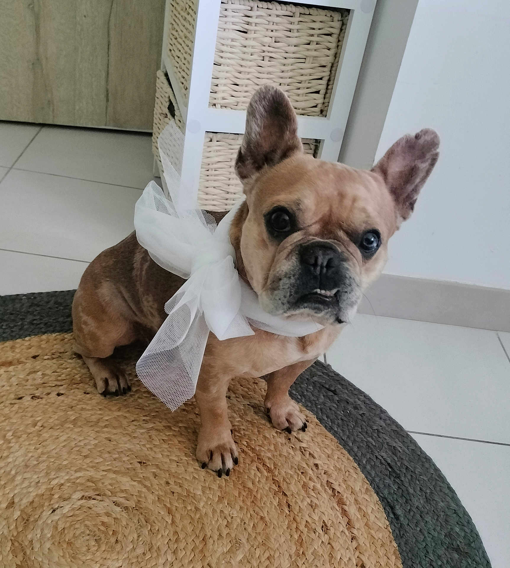 Chacha participe au concours pour gagner de l'argent avec cette photo : dog, french_bulldog, bow, ribbon, pet, indoor, rug, wicker_basket, tile_floor, ears, paws, portrait, looking_at_camera, expressive_face, fawn_coat, collar, domestic_animal, sitting, home_interior, close_up