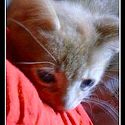 Wallon participe au concours pour gagner de l'argent avec cette photo :