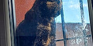 Blanchette participe au concours pour gagner de l'argent avec cette photo : cat, tortoiseshell, window, glass, bars, outdoor, sunlight, reflection, feline, pet, animal, fur, side_view, daylight, sky, curiosity, still, closeup, background, wall