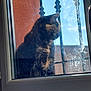 cat, tortoiseshell, window, glass, bars, outdoor, sunlight, reflection, feline, pet, animal, fur, side_view, daylight, sky, curiosity, still, closeup, background, wall