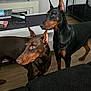alert, black_dog, brown_dog, coffee_table, crate, curious, decor, doberman, dog, ears_up, floor, furniture, indoor, living_room, magazine, modern_interior, pets, television, window, wood_floor