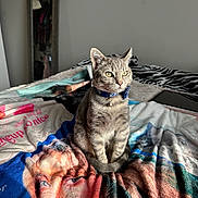 Ben joined the competition — help win amazing prizes! animal, bedroom, blanket, cat, clothing, collar, cozy, feline, fur, gray_cat, indoor, mirror, pet, portrait, printed_blanket, sitting, soft_light, tabby_cat, tablet, zebra_print