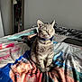 animal, bedroom, blanket, cat, clothing, collar, cozy, feline, fur, gray_cat, indoor, mirror, pet, portrait, printed_blanket, sitting, soft_light, tabby_cat, tablet, zebra_print