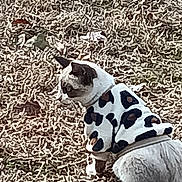 Boogie Boy is registered to the contest to win money with this photo: animal, cat, clothing, cow_pattern, cute, dry_grass, ears, feline, fur, grass, mammal, nature, outdoor, pet, side_view, sitting, spotted, sweater, tail, whiskers