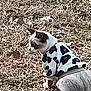 animal, cat, clothing, cow_pattern, cute, dry_grass, ears, feline, fur, grass, mammal, nature, outdoor, pet, side_view, sitting, spotted, sweater, tail, whiskers
